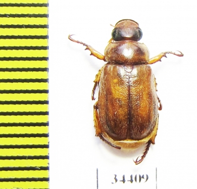 Adoretus gandolphei  Morocco - INSECTS-STORE.RU