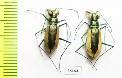 Salpingophora helferi, pair  Iran, Sistan prov. - INSECTS-STORE.RU