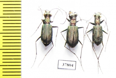Cylindera germanica, pair  Russia, Volgograd reg. - INSECTS-STORE.RU