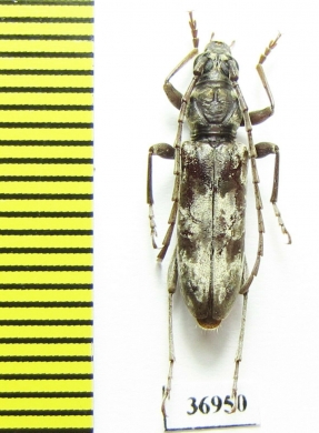 Cerambycidae sp.  South Africa Rep. - INSECTS-STORE.RU