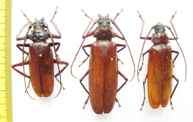 Macrotoma sp., pair  Congo - INSECTS-STORE.RU