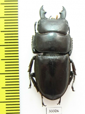 Dorcus sp.  Indonesia, Java - INSECTS-STORE.RU