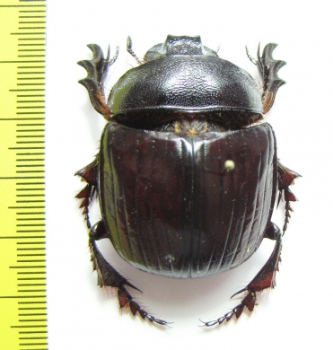 Heliocopris japetus  Zimbabwe - INSECTS-STORE.RU