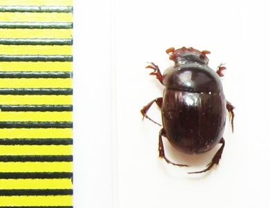 Metacatharsius abortivus  Senegal - INSECTS-STORE.RU