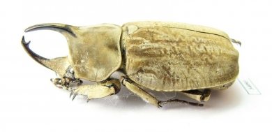 Spodistes grandis, male  Ecuador 37mm - INSECTS-STORE.RU