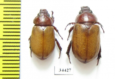 Cyclocephala perforata, pair  French Guiana - INSECTS-STORE.RU