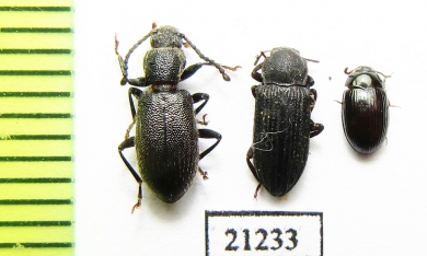 Tenebrionidae sp.  Laos - INSECTS-STORE.RU
