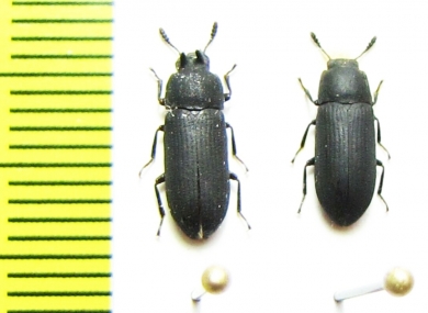 Cryphaeus gazella, pair  Indonesia, Halmahera isl. - INSECTS-STORE.RU