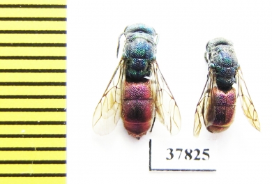 Chrysididae sp.  Russia, Tver reg. - INSECTS-STORE.RU