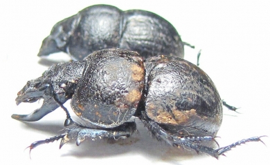 Lethrus mugodzharicus, pair  Kazakhstan - INSECTS-STORE.RU