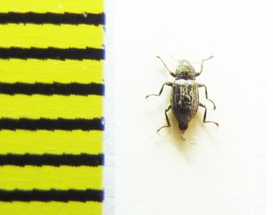 Riolus nitens  Belorussia - INSECTS-STORE.RU