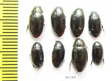 Hydrophilidae sp.  Thailand - INSECTS-STORE.RU