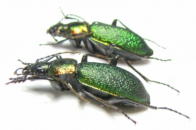 Carabus (Megodontus) vietinghoffi caesareus, pair  Russia, Far East - INSECTS-STORE.RU