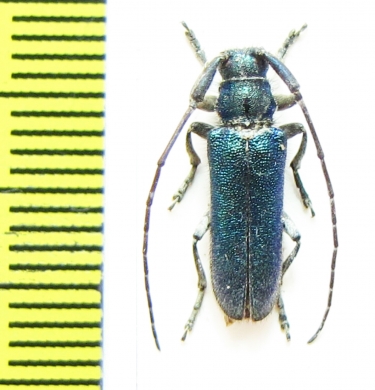 Agapanthia lais  Israel - INSECTS-STORE.RU