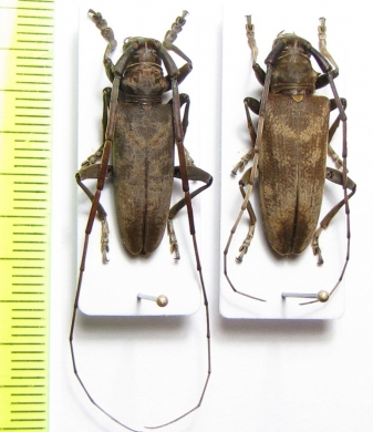Acalolepta fraudatrix, pair  Japan - INSECTS-STORE.RU