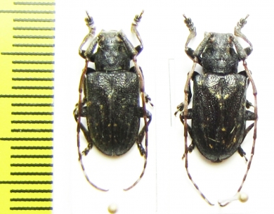 Mesosa myops  Russia, Far East - INSECTS-STORE.RU