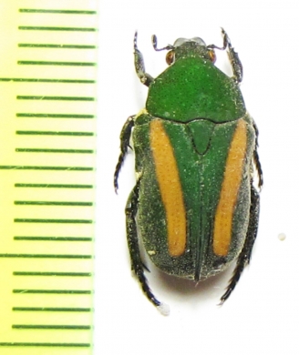 Glycyphana illusa  Malaysia, Borneo - INSECTS-STORE.RU