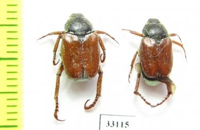 Hoplia corallipes, pair  Iran, Gilan prov. - INSECTS-STORE.RU
