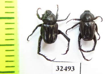 Hopliini sp.  South Africa Rep. - INSECTS-STORE.RU