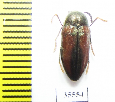 Julodella bicolor  Namibia - INSECTS-STORE.RU