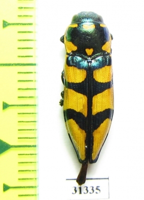 Thrincopyge alacris  USA - INSECTS-STORE.RU