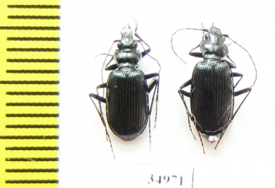 Nebria altaica, pair  Russia, Khakassia reg. - INSECTS-STORE.RU
