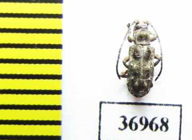 Cerambycidae sp.  South Africa Rep. - INSECTS-STORE.RU