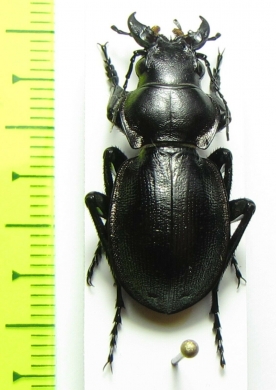 Callisthenes elegans ssp.  Kazakhstan - INSECTS-STORE.RU