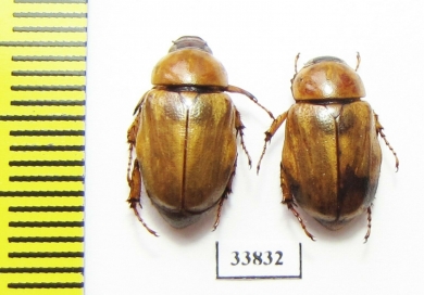 Cyclocephala sp.  Costa Rica - INSECTS-STORE.RU