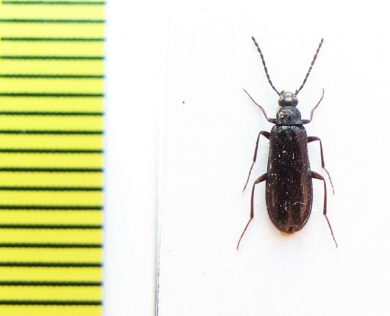 Pedilus caucasicus  Armenia - INSECTS-STORE.RU