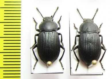 Tenebrionidae sp.  Laos - INSECTS-STORE.RU