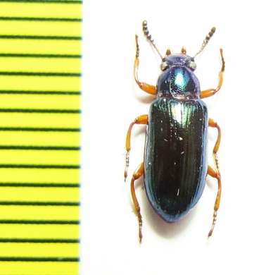 Tenebrionidae sp.  Malaysia, Borneo - INSECTS-STORE.RU