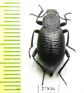 Blaps sp.  Kyrgyzstan - INSECTS-STORE.RU