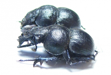 Lethrus aequidentatus, pair  Kazakhstan - INSECTS-STORE.RU