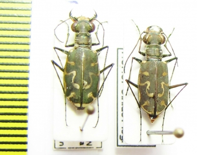 Cicindela ? sumatrensis, pair  India - INSECTS-STORE.RU