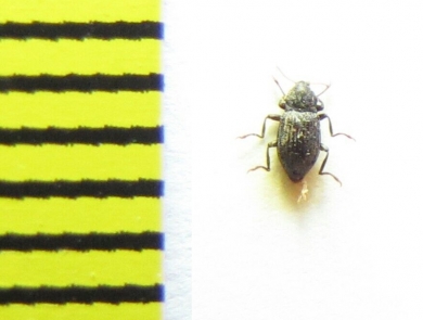 Riolus nitens  Belorussia - INSECTS-STORE.RU