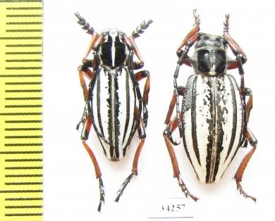 Dorcadion nivosum, pair  Kazakhstan - INSECTS-STORE.RU