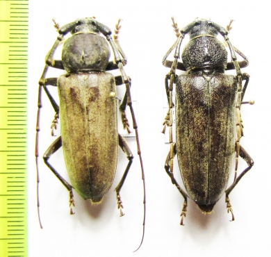 Enaphalodes hispicornis, pair  USA - INSECTS-STORE.RU