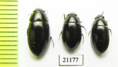 Hydrophilidae sp.  Thailand - INSECTS-STORE.RU