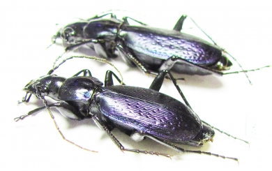Carabus (Tribax) onerosus, pair  Georgia - INSECTS-STORE.RU