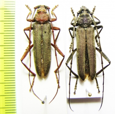 Turkaromia pruinosa, male  Kazakhstan - INSECTS-STORE.RU