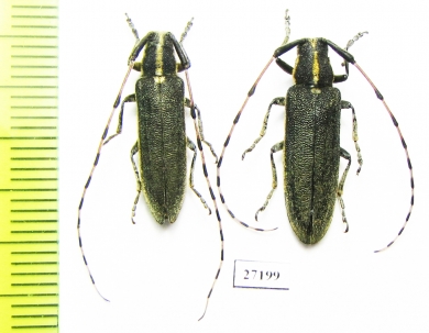 Agapanthia lateralis, pair  Turkey - INSECTS-STORE.RU