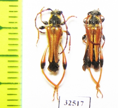 Stenopterus rufus  Turkey - INSECTS-STORE.RU