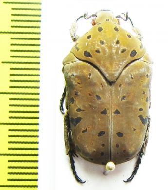 Gymnetis pantherina  Peru - INSECTS-STORE.RU