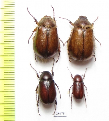 Melolonthinae sp.  Namibia - INSECTS-STORE.RU