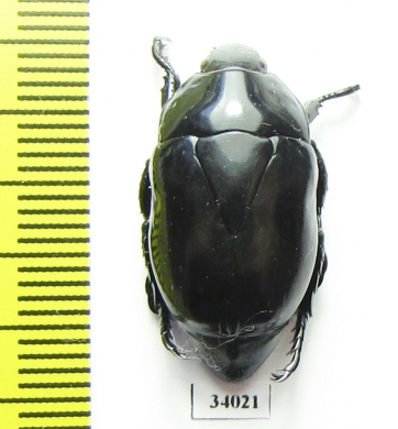 Rutelinae sp.  Ecuador - INSECTS-STORE.RU