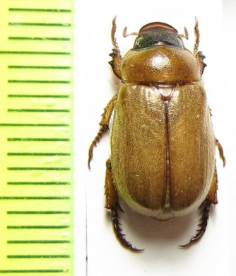 Adoretus nigrifrons  Russia, Astrakhan reg. - INSECTS-STORE.RU