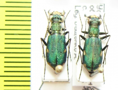 Cylindera germanica  Russia, Caucasus - INSECTS-STORE.RU