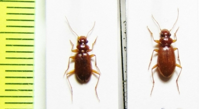 Leistus ferrugineus, pair  Russia, Tver reg. - INSECTS-STORE.RU