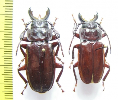 Mallodon sp.  Congo - INSECTS-STORE.RU